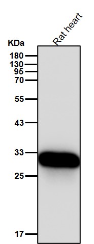 FHL 2 Ab