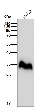 FHL 2 Ab