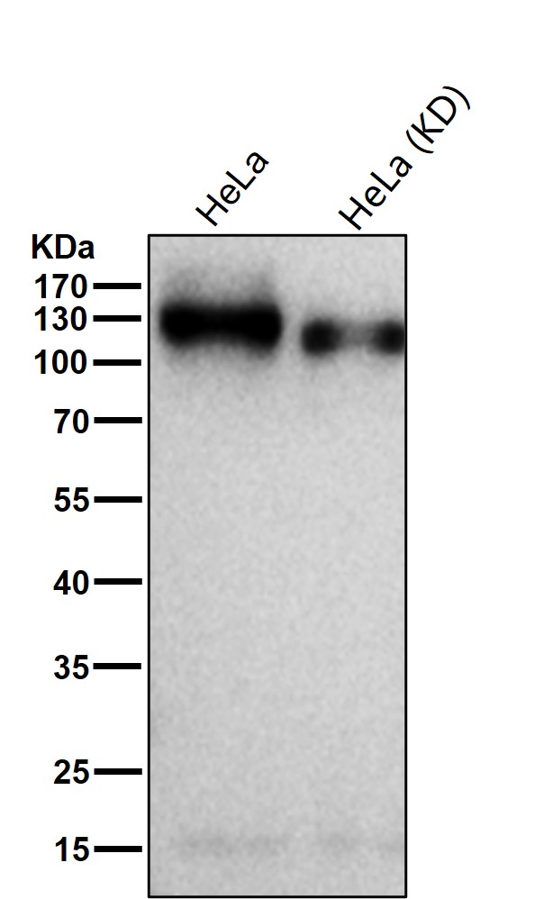 BCAR1 Ab