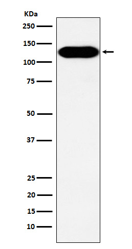 BCAR1 Ab