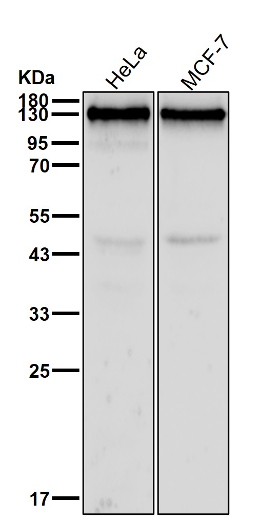 BCAR1 Ab