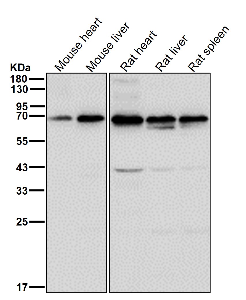 Sestrin 1 Ab