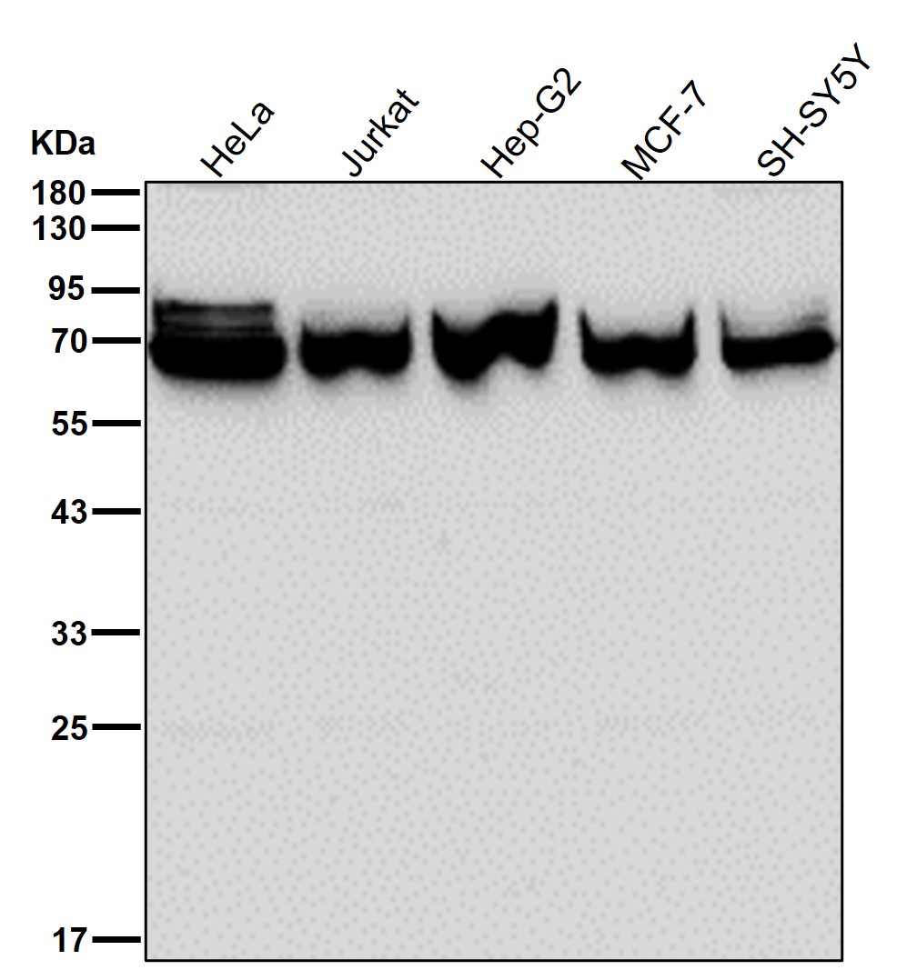 Sestrin 1 Ab