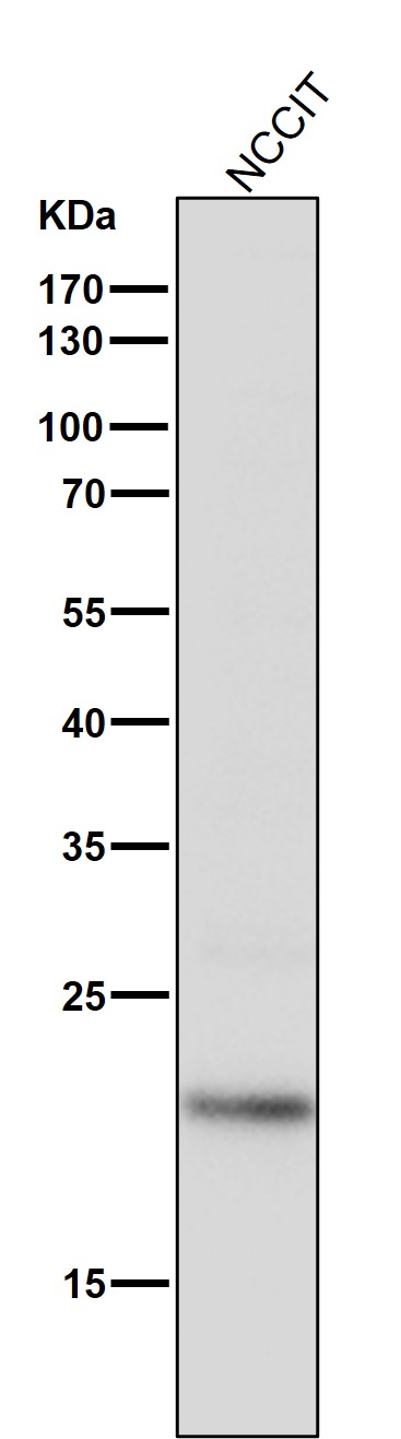 SOCS 2 Ab