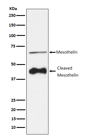 Mesothelin Ab
