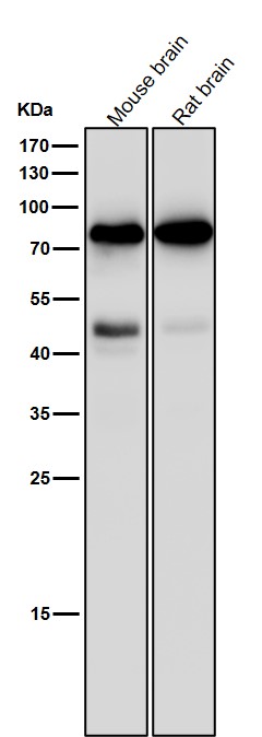 PKC gamma Ab