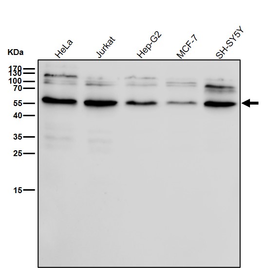 Inhibin beta B chain Ab