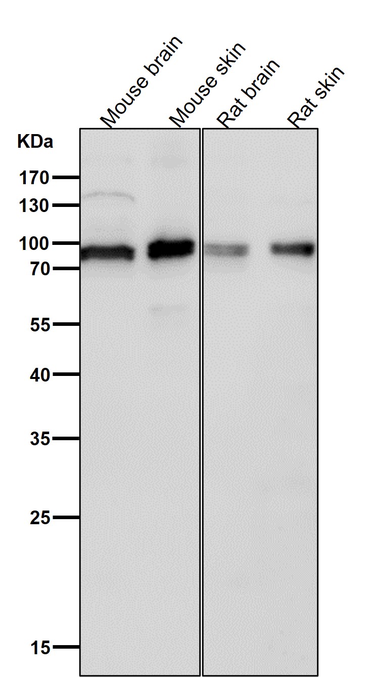 p-UBTF (S484) Ab