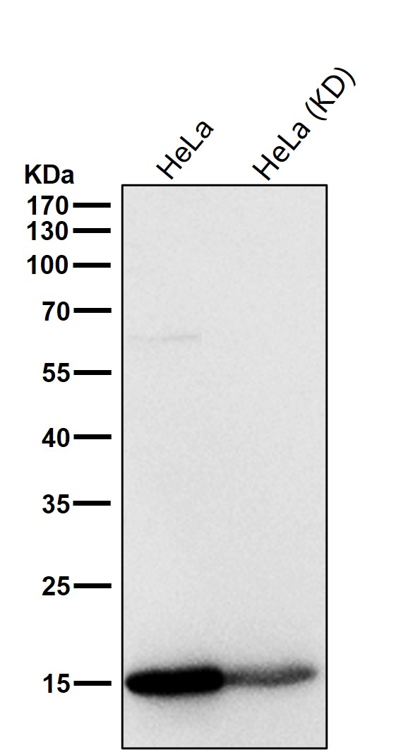Acetyl-Histone H3 (K9) Ab