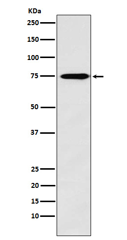 Synapsin 2 Ab