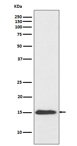 Acetyl-Histone H3 (K9) Ab
