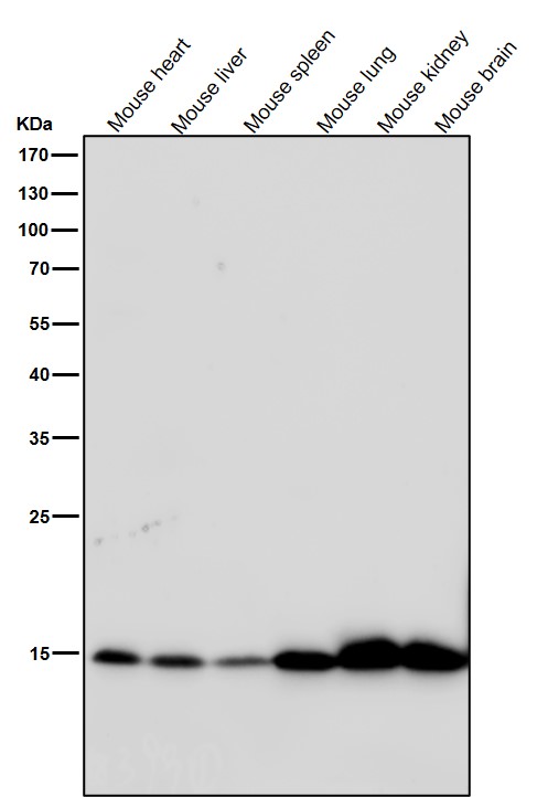 Acetyl-Histone H3 (K9) Ab