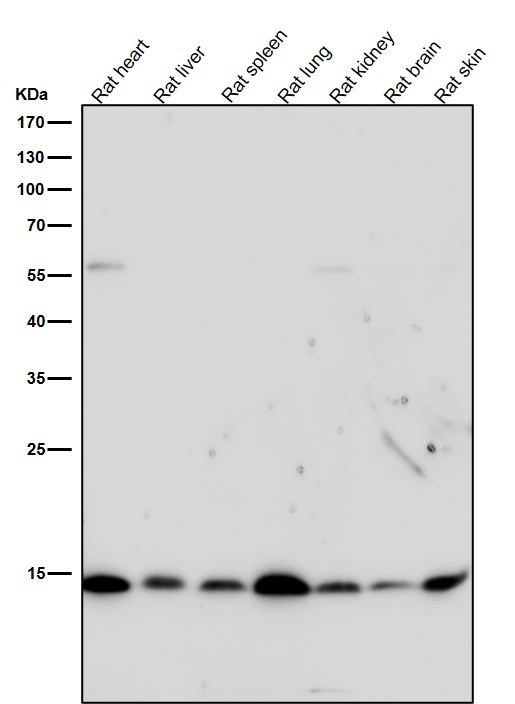 Acetyl-Histone H3 (K9) Ab