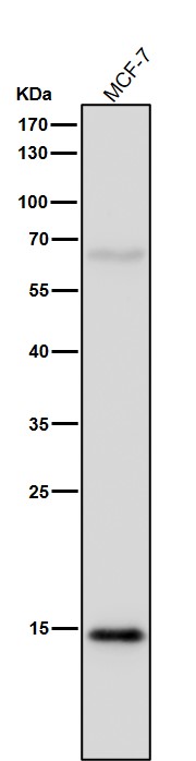Acetyl-Histone H3 (K9) Ab