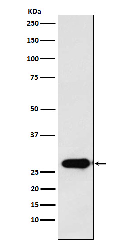 Calpain small subunit 1 Ab