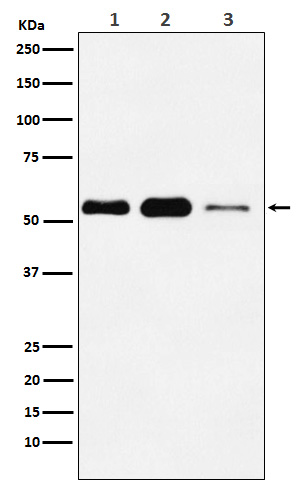 PNPLA2 Ab