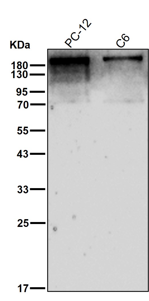 Plexin A1 Ab