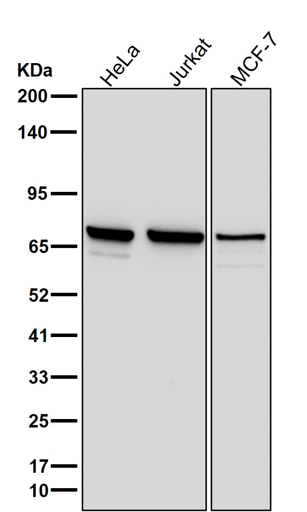 SLC22A1 Ab
