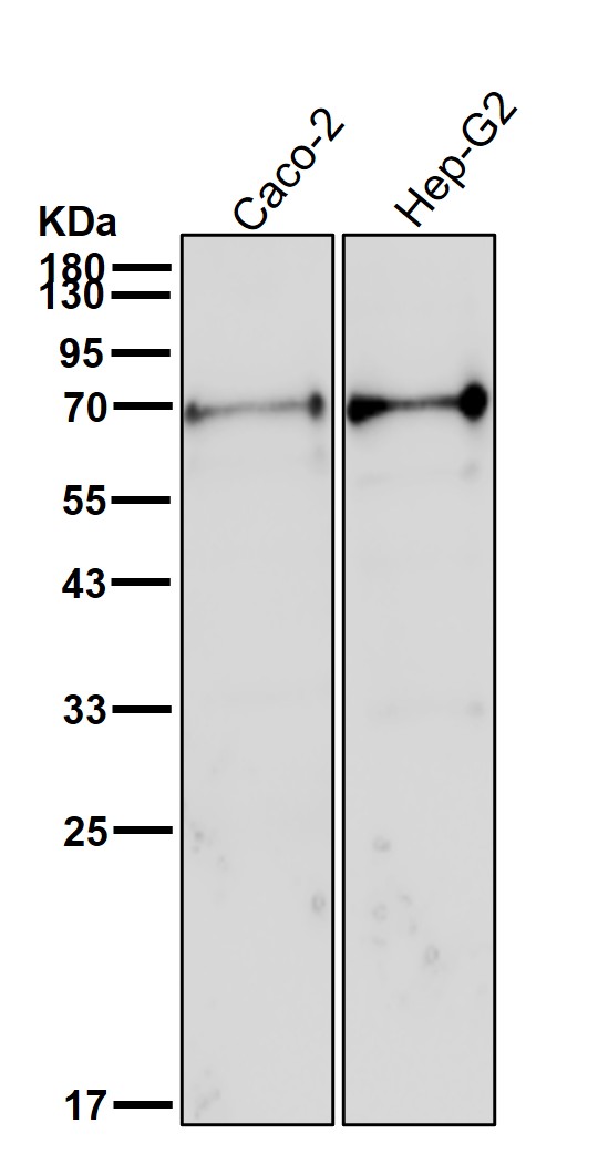 PDZK1 Ab