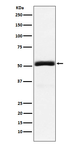 Progranulin Ab