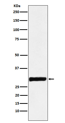Annexin A4 Ab