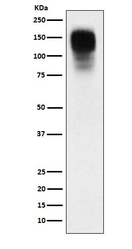 CEACAM1 Ab
