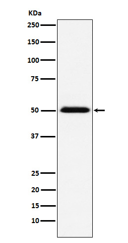 TCP 1 beta Ab
