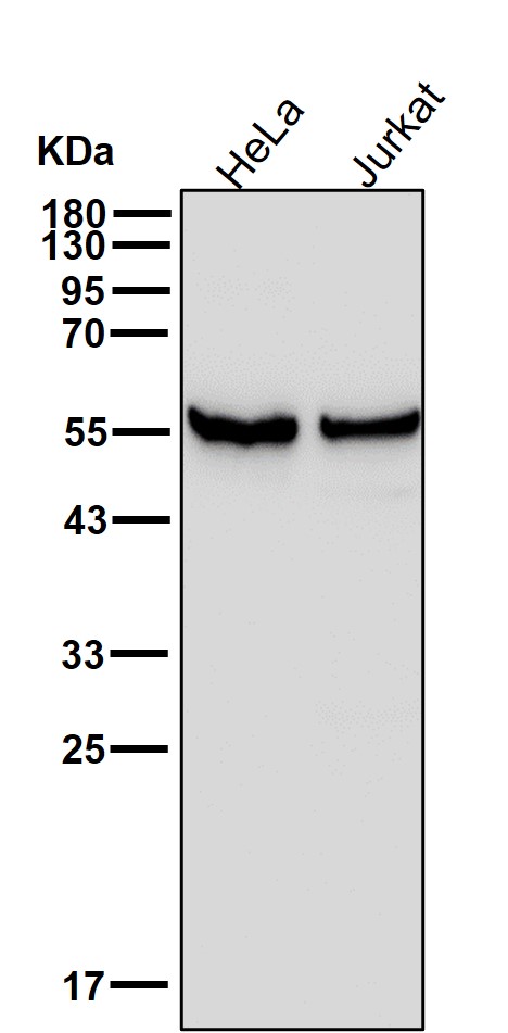 TCP 1 beta Ab