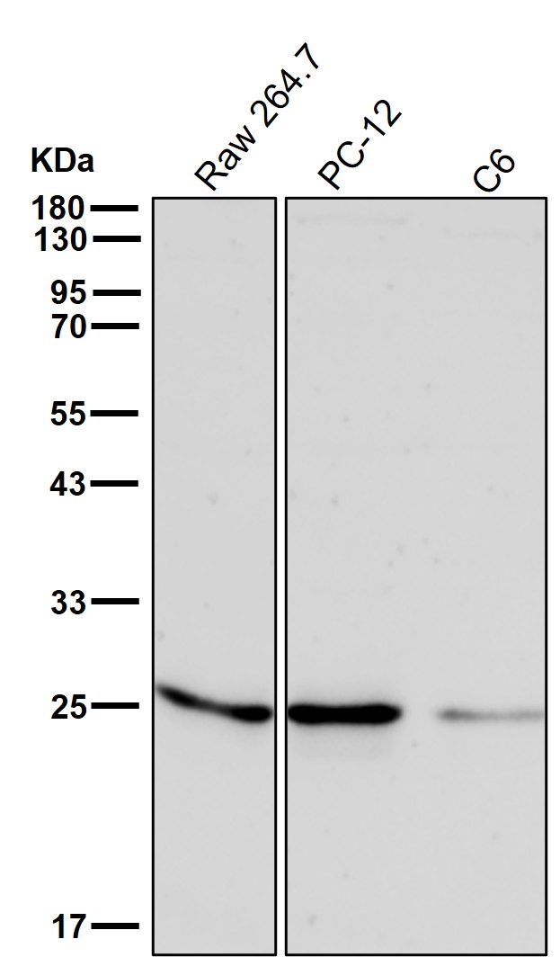 Neurogenin 2 Ab