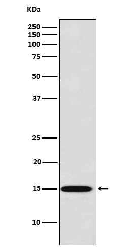 Galectin 7 Ab