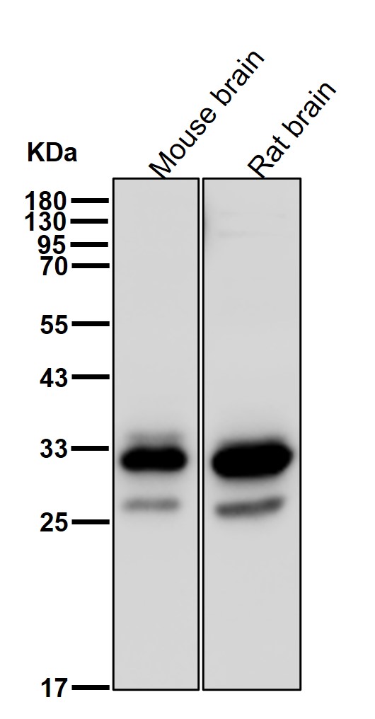 STUB1 Ab