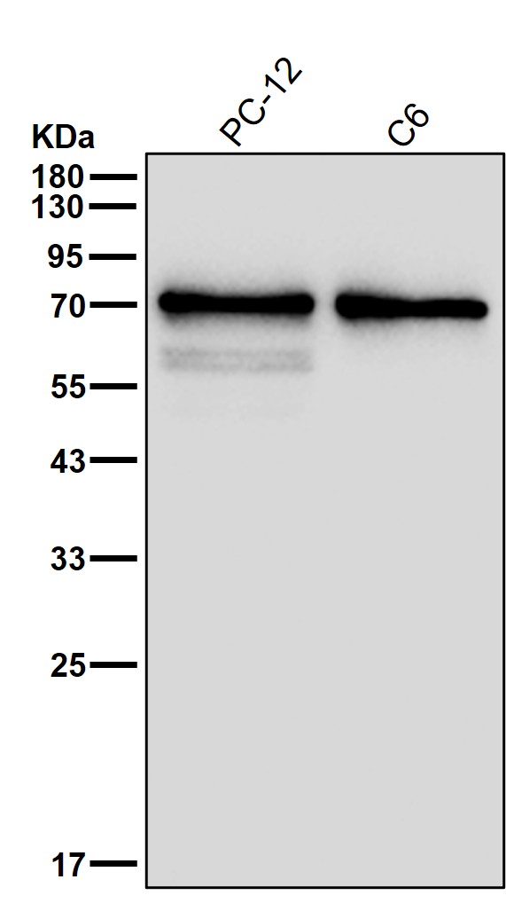 CHRNA4 Ab