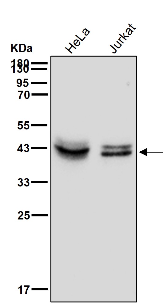 MBNL1 Ab