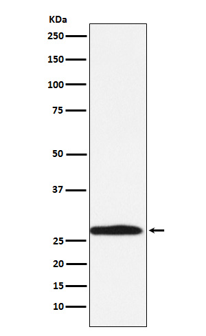 Carbonic anhydrase 1 Ab