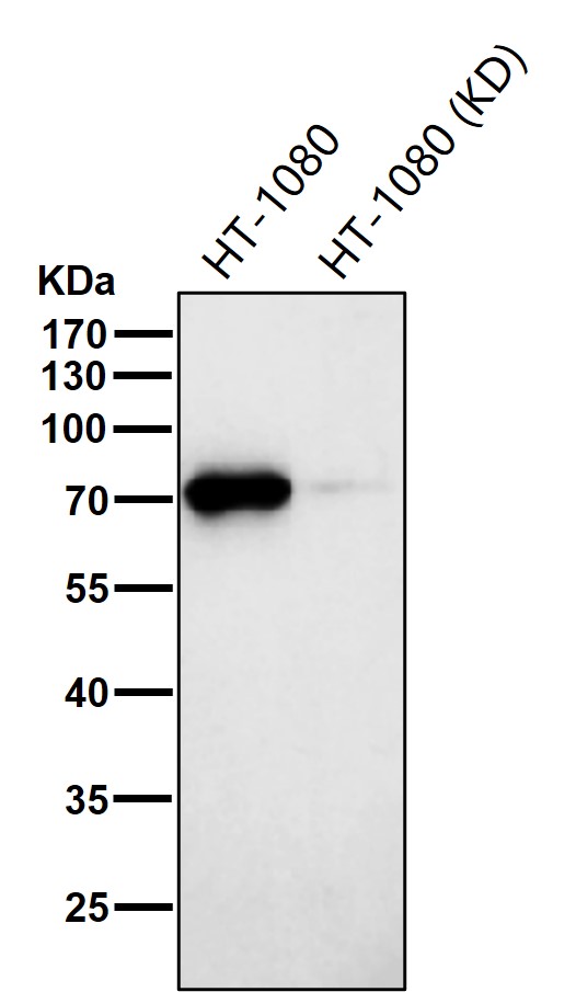 Hsp75 Ab