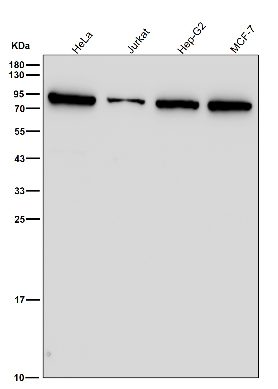 Hsp75 Ab