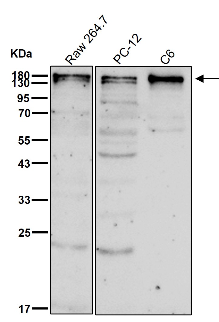 Chromokinesin A Ab
