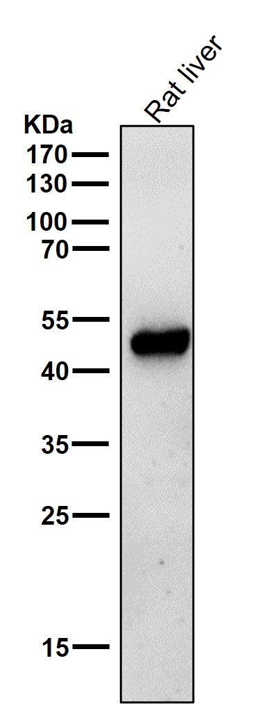 Ornithine decarboxylase Ab