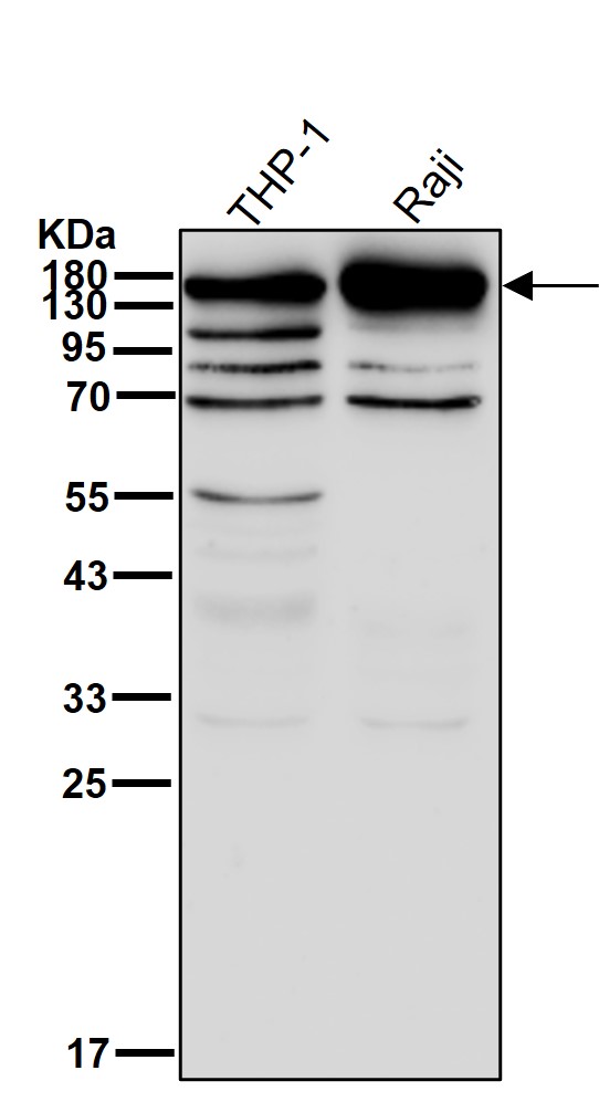 PLCG2 Ab