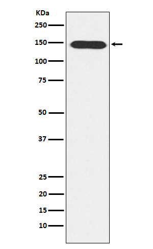 PLCB3 Ab