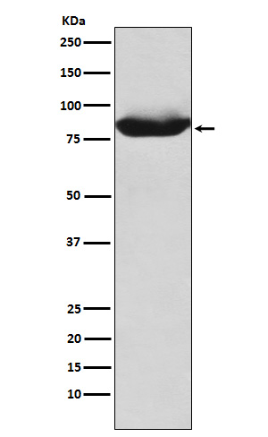 MALT1 Ab