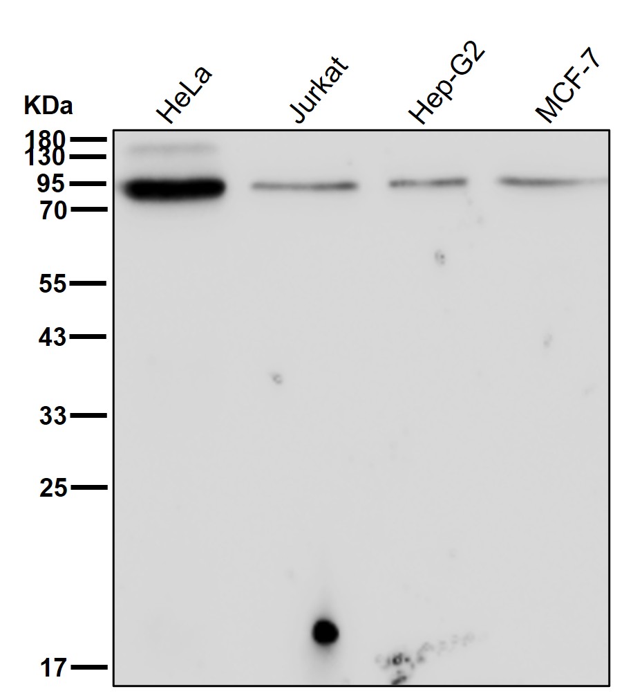 MALT1 Ab