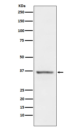 Stanniocalcin 1 Ab