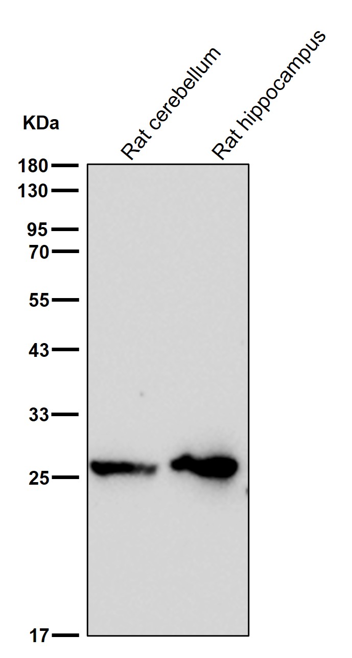 SRD5A2 Ab
