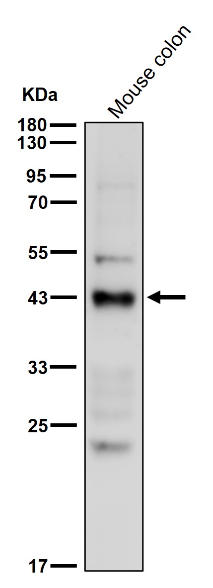 MC4R Ab