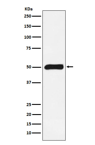 FKBP5 Ab