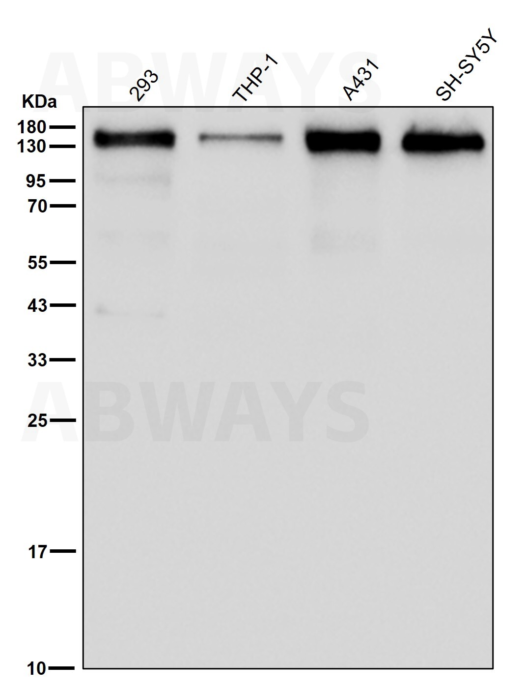 Disks large homolog 1 Ab