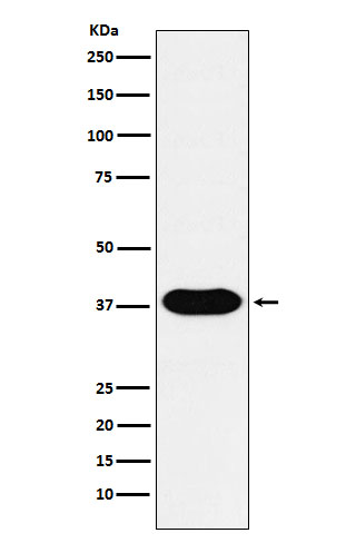 CD79b Ab