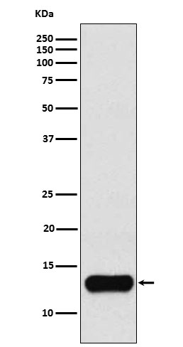 Cystatin A Ab