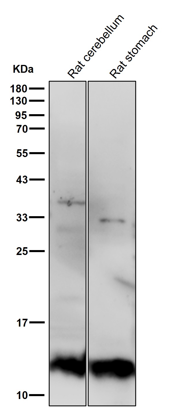Cystatin A Ab